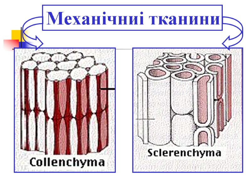 Механічниі тканини